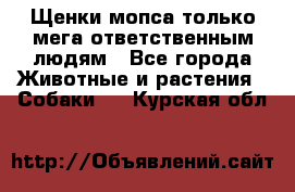 Щенки мопса только мега-ответственным людям - Все города Животные и растения » Собаки   . Курская обл.